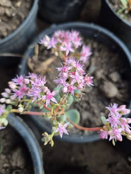 Sedum Cauticola 0-10 cm Üzeri Çiçekli