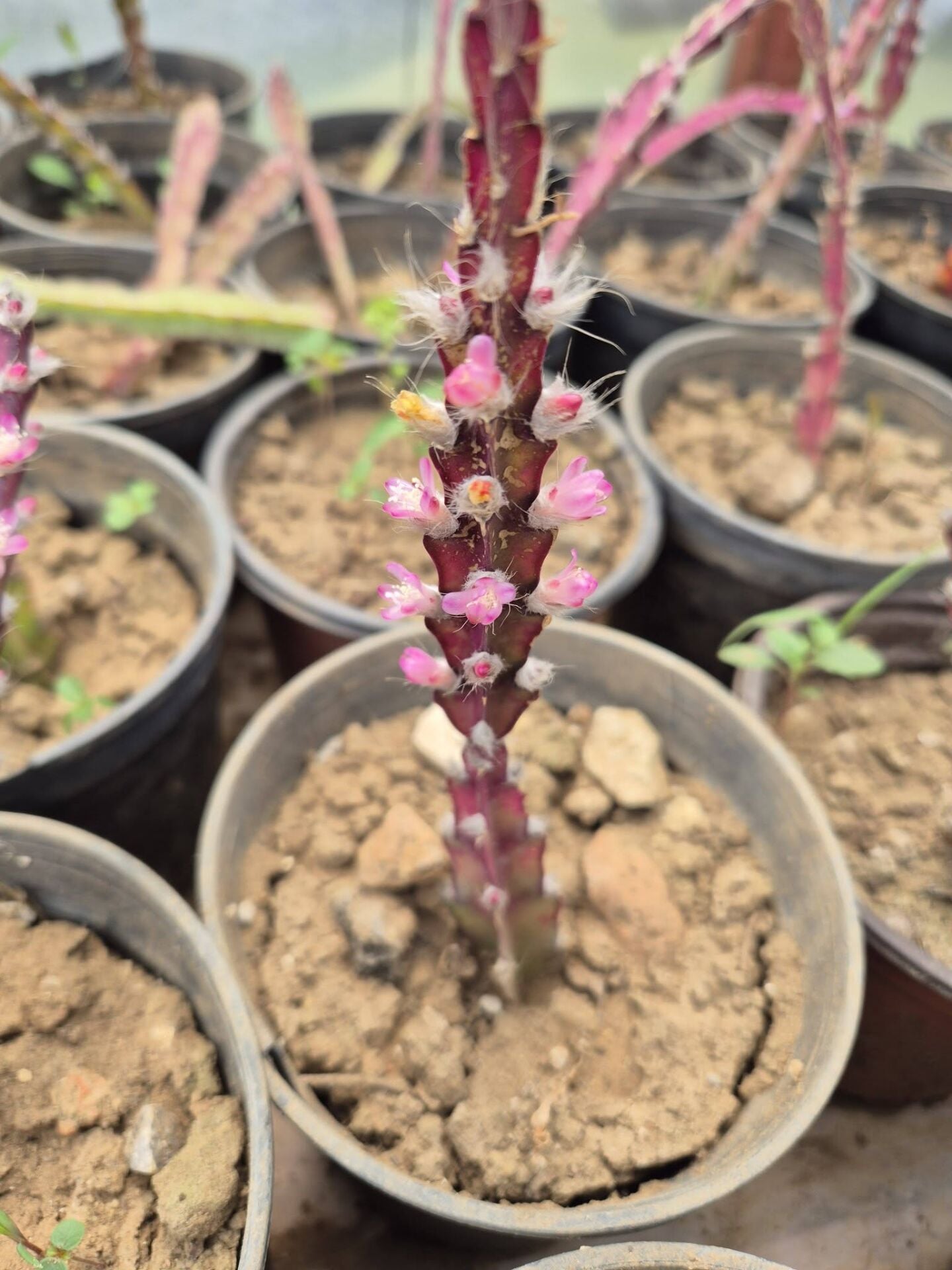 Pembe Çiçekli Atlas