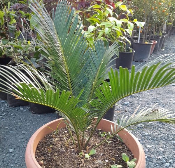 Sikas-Salon Palmiyesi-Cycas Revoluta -60-80 cm Yaprak Boyu