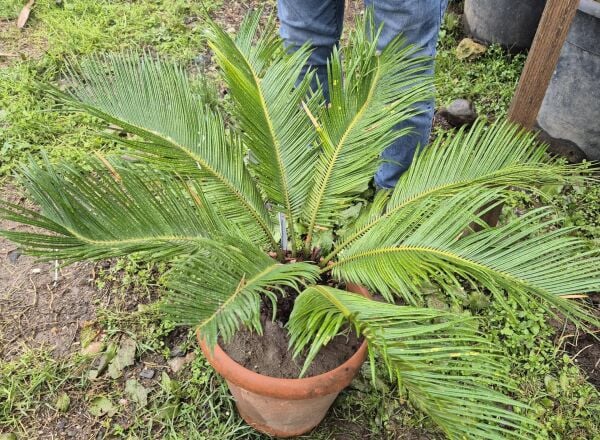 Sikas-Salon Palmiyesi-Cycas Revoluta 8 Yaş