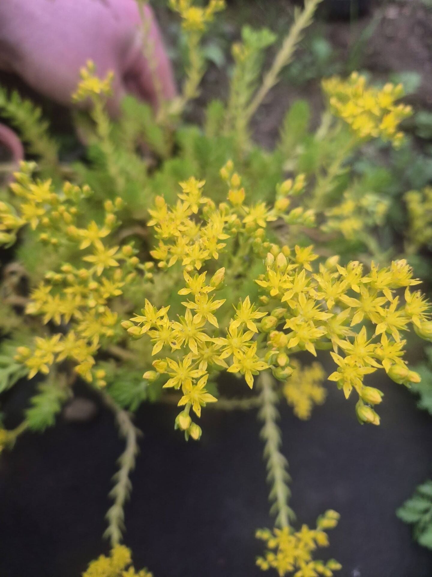 Sedum Mexicanum