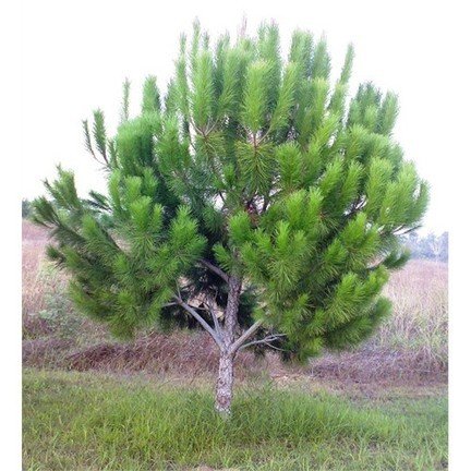 Pinus Pinea Fıstık Çamı Fidanı 40 Cm-Tüplü
