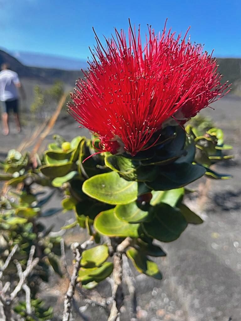 Ohia Lehua 0-20 cm