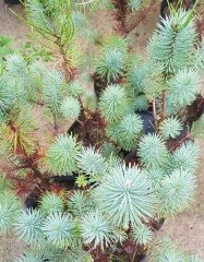 Pinus Pinea Fıstık Çamı Fidanı 40 Cm-Tüplü