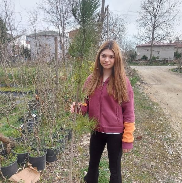 Pinus Pinea Fıstık Çamı Fidanı 170-200 Cm