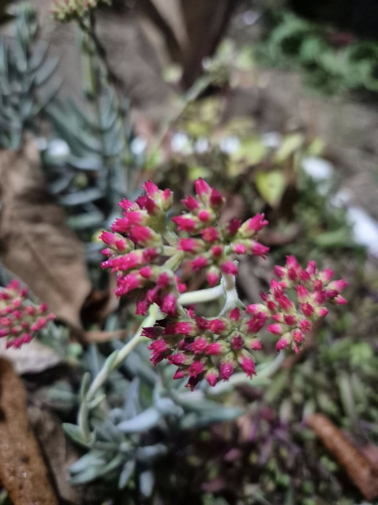 Crassula Jade Mesembryanthemoides Pembe Küçük Çiçek veren Sukulent