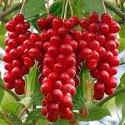 Schisandra Chinensis (Vitalberry) Fidanı 200 cm-Çiçekli