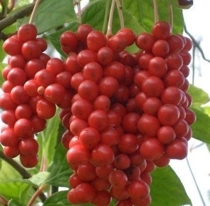 Schisandra Chinensis (Vitalberry) Fidanı 200 cm-Çiçekli