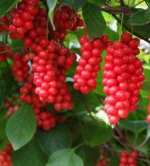 Schisandra Chinensis (Vitalberry) Fidanı 200 cm-Çiçekli