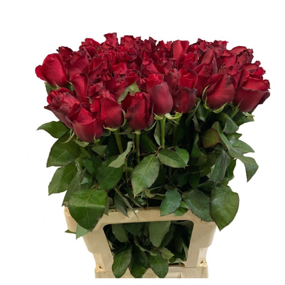 Kesme Kırmızı Samuray Gül Fidanı