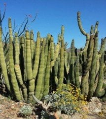 Stenocereus Thurberi-Anaç Bitki-Bol Yavrulu