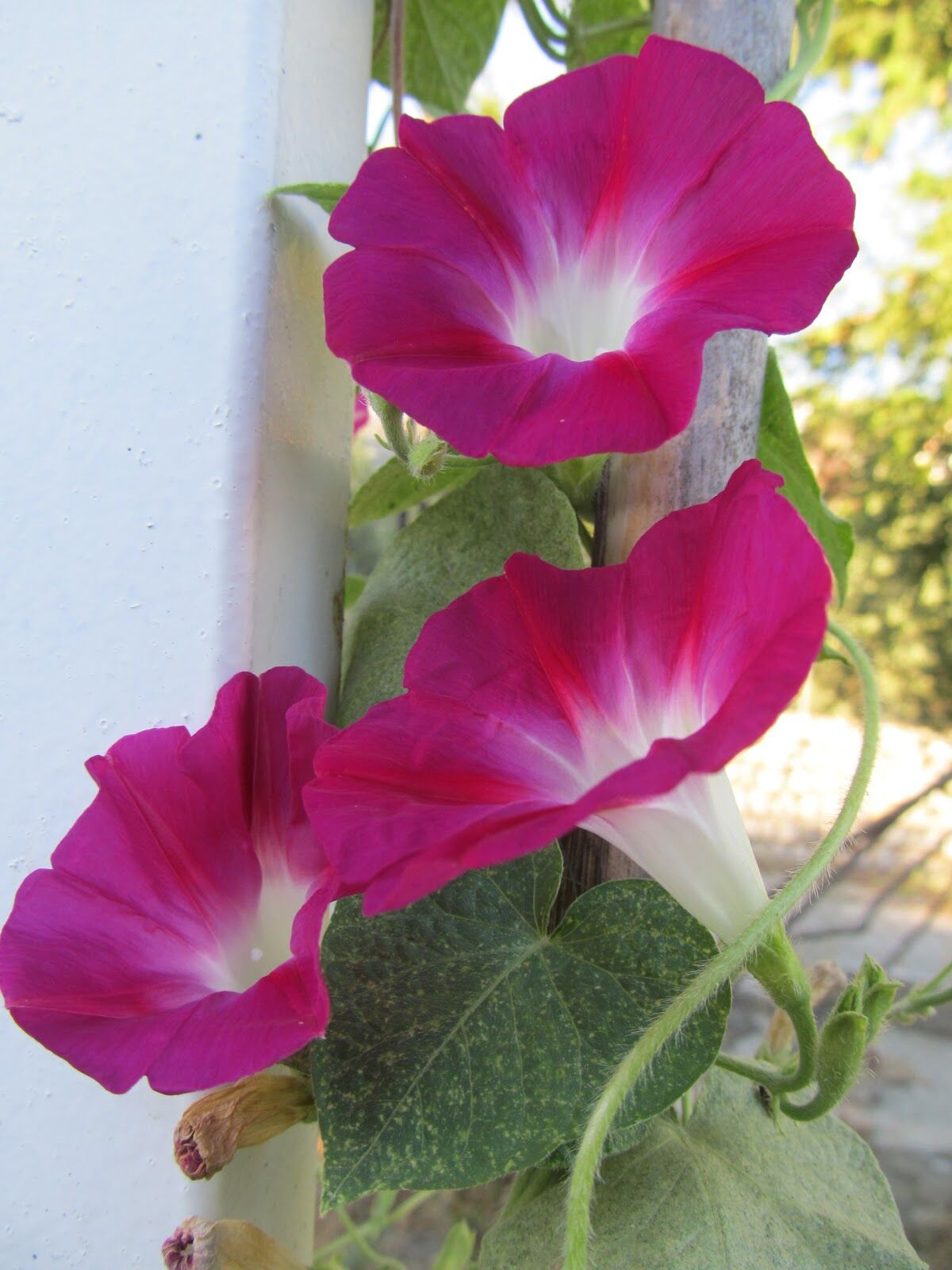 ( İpomoea Purpurea )  Sarmaşık 20 cm