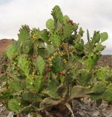 Opuntia Monacantha- Büyük Anaç Bitki