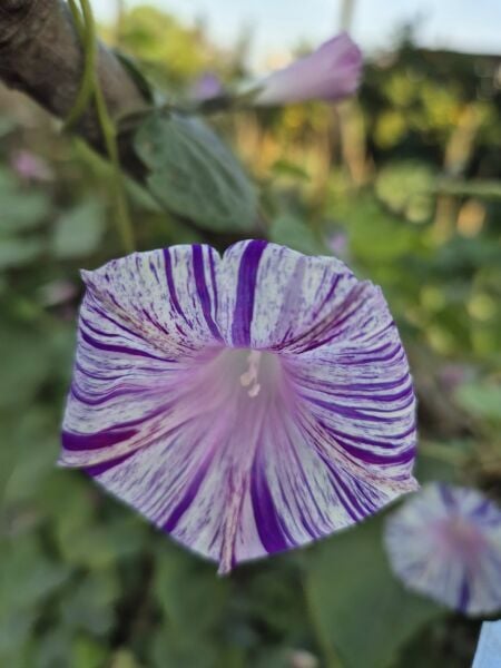ipomoea purpurea Venedik Karnavalı 20 cm Sarmaşık