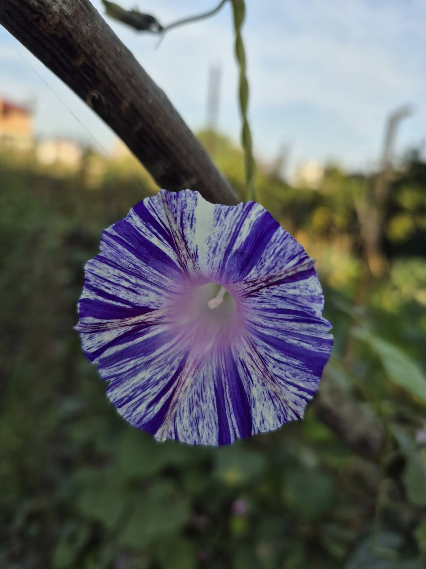 ipomoea purpurea Venedik Karnavalı 20 cm Sarmaşık