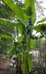 Yerli (Soğuğa) Dayanıklı Muz Fidanı 250-300 cm