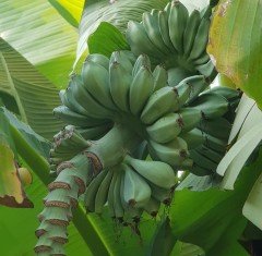 Yerli (Soğuğa) Dayanıklı Muz Fidanı 250-300 cm