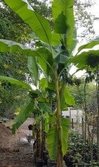 Yerli (Soğuğa) Dayanıklı Muz Fidanı 250-300 cm