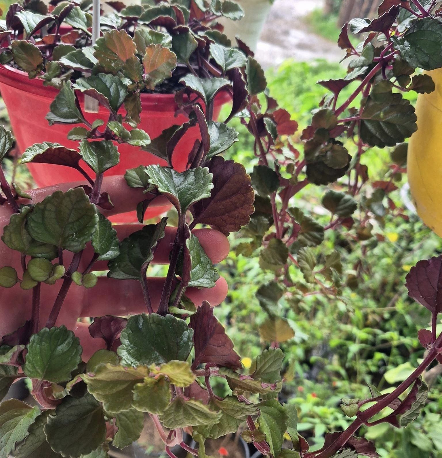 Parlak Mustafa Çiçeği: Plectranthus Verticillatus-İsveç Sarmaşığı