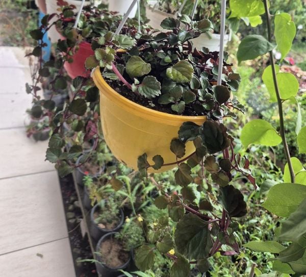 Parlak Mustafa Çiçeği: Plectranthus Verticillatus-İsveç Sarmaşığı