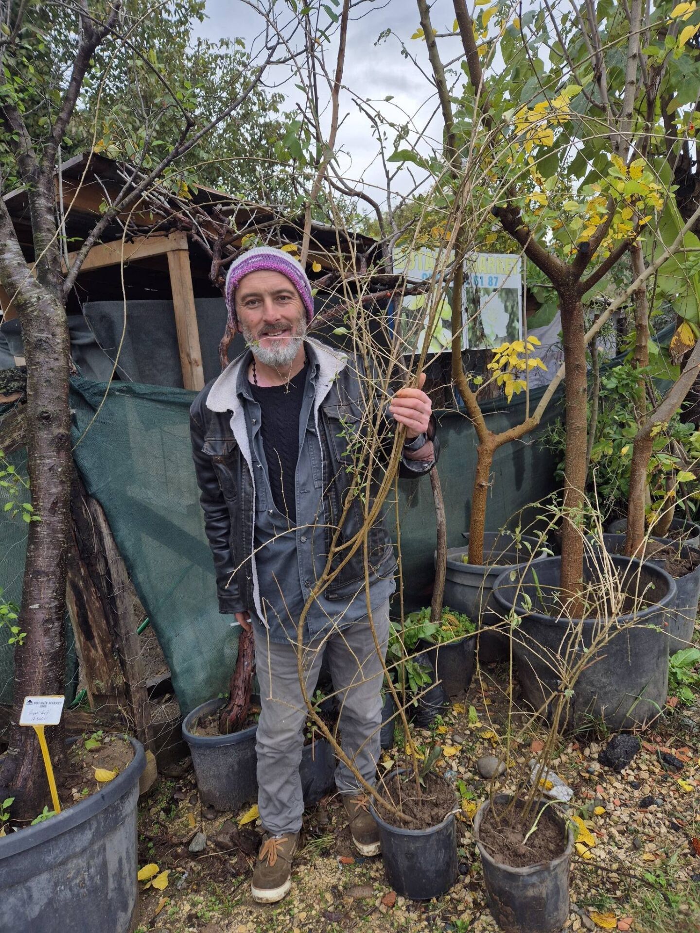 Goji Berry (Kurt Üzümü ) Fidanı  6-7 Yaş Bol Meyve Veren Fidan Boy 150-250 cm