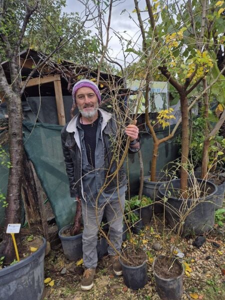 Goji Berry (Kurt Üzümü ) Fidanı  6-7 Yaş Bol Meyve Veren Fidan Boy 150-250 cm