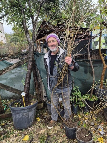 Goji Berry (Kurt Üzümü ) Fidanı  6-7 Yaş Bol Meyve Veren Fidan Boy 150-250 cm