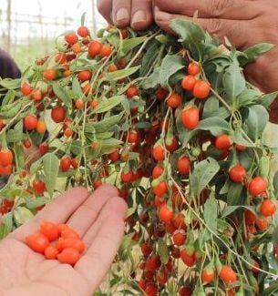 Goji Berry (Kurt Üzümü ) Fidanı  6-7 Yaş Bol Meyve Veren Fidan Boy 150-250 cm