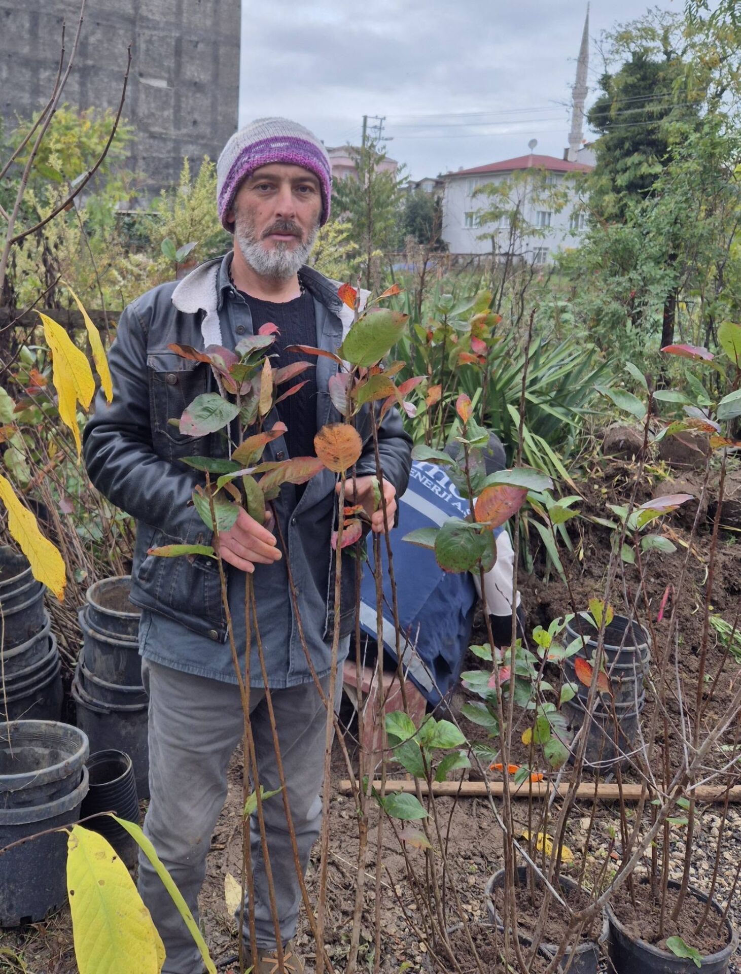 6-7 Yaş-Aronia Melanocarpa (Chokeberry)-Rus Yaban Mersini-Siyah Meyveli