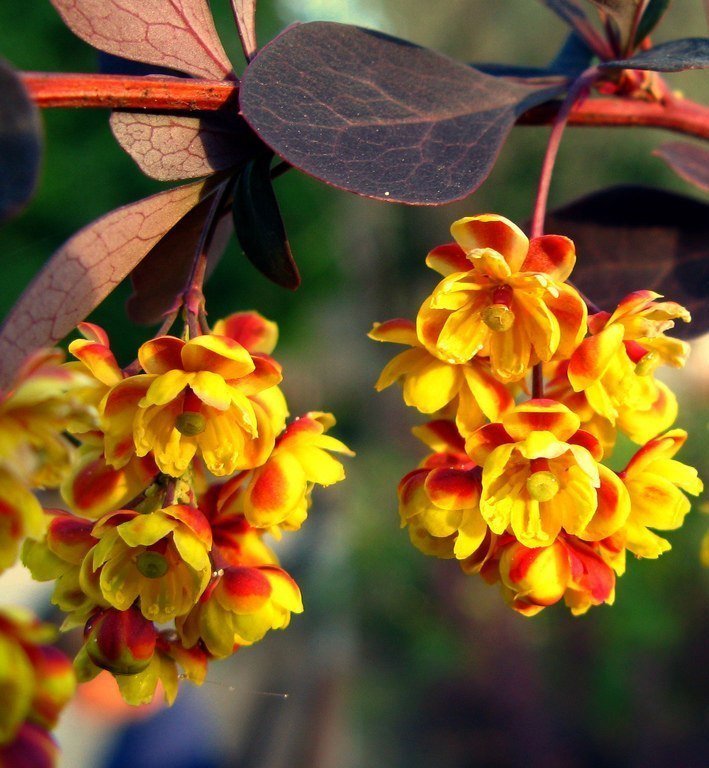 Berberis thunbergii Atropurpurea-Kırmızı Yapraklı