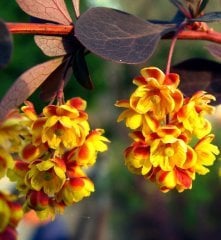 Berberis thunbergii Atropurpurea-Kırmızı Yapraklı