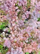 Berberis thunbergii Atropurpurea-Kırmızı Yapraklı