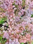 Berberis thunbergii Atropurpurea-Kırmızı Yapraklı