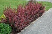 Berberis thunbergii Atropurpurea-Kırmızı Yapraklı