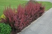 Berberis thunbergii Atropurpurea-Kırmızı Yapraklı