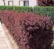 Berberis thunbergii Atropurpurea-Kırmızı Yapraklı