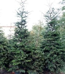 Abies Nordmanniana Doğu Karadeniz Göknarı Fidanı 250 cm