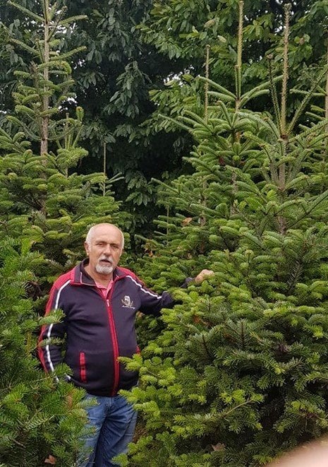 Abies Nordmanniana Doğu Karadeniz Göknarı Fidanı 250 cm