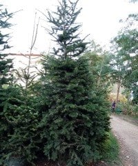 Abies Nordmanniana Doğu Karadeniz Göknarı Fidanı 250 cm