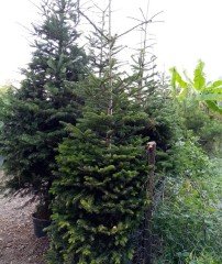 Abies Nordmanniana Doğu Karadeniz Göknarı Fidanı 250 cm