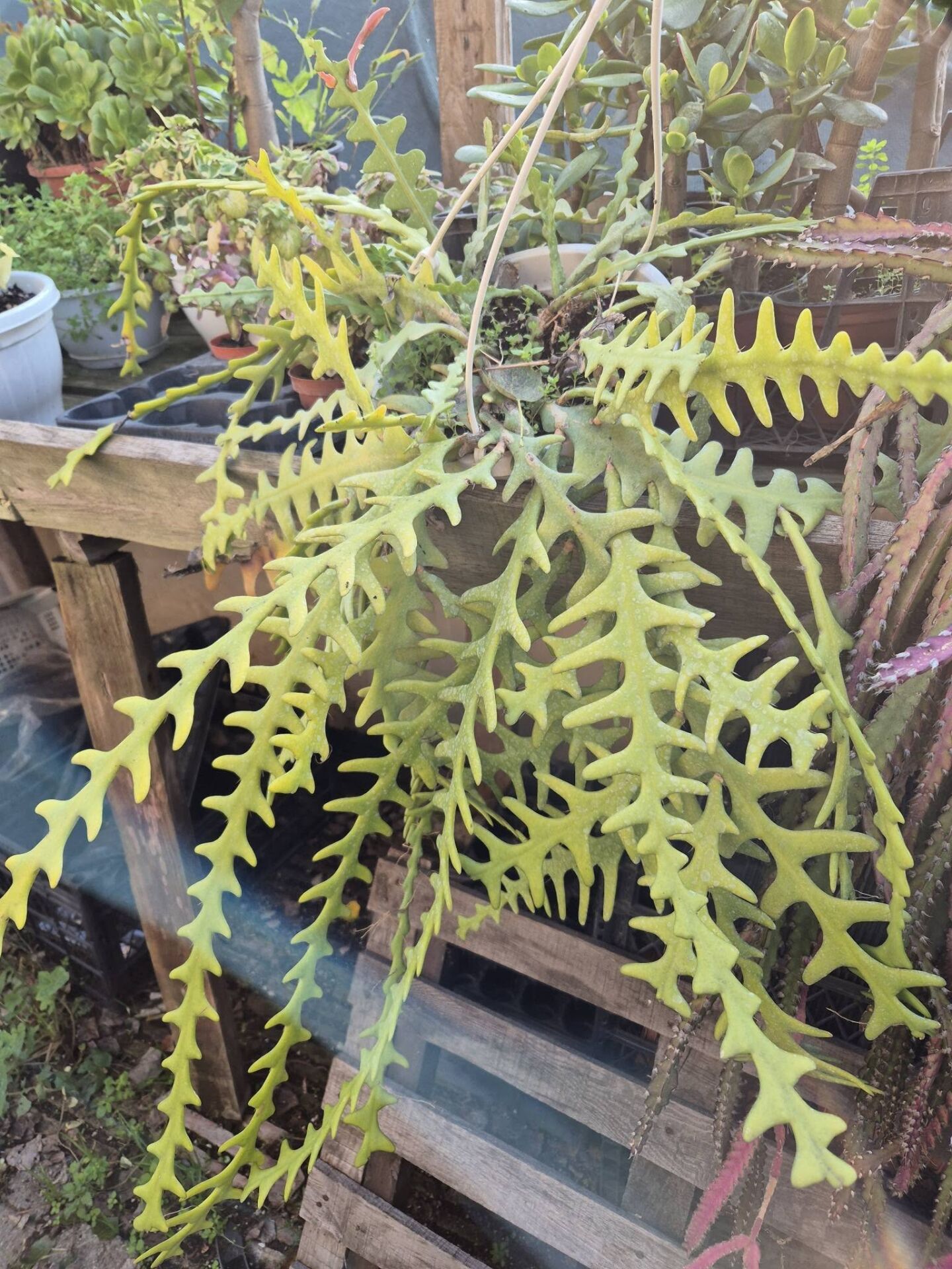 kılçıklı Atlas Çiçeği-Anaç Büyük Boy