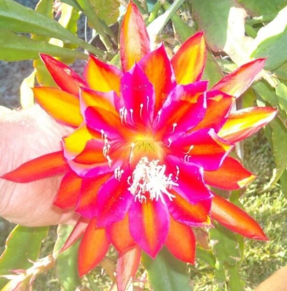 kılçıklı Atlas Çiçeği-Anaç Büyük Boy