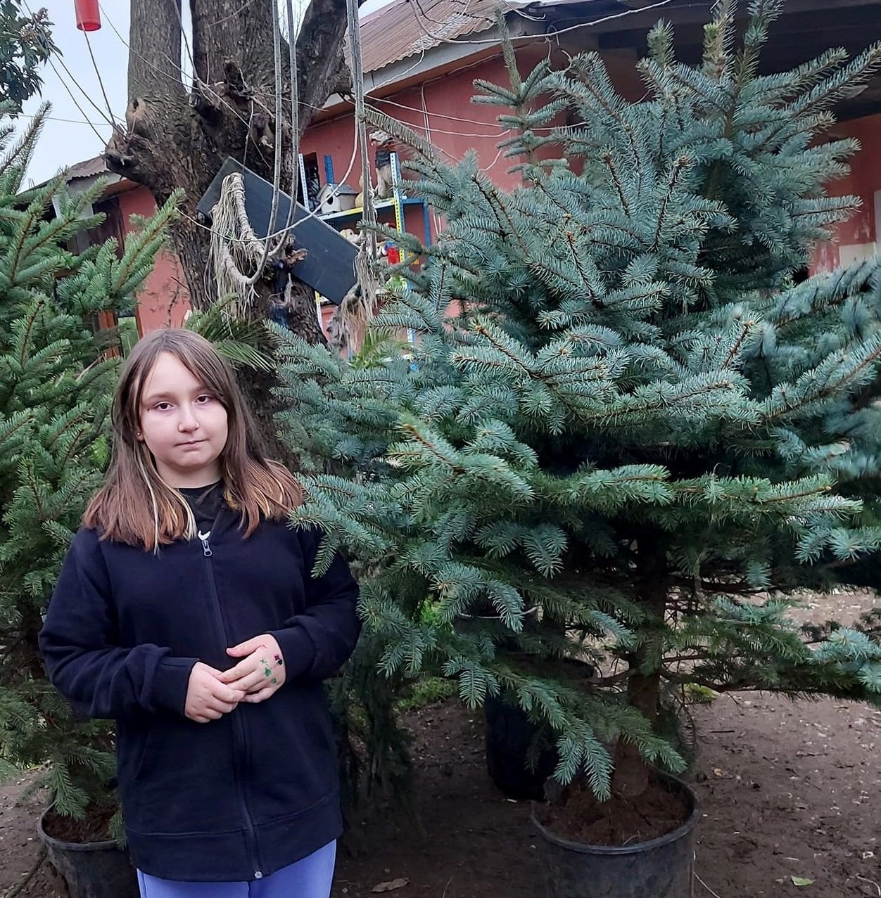 Mavi Ladin Fidanı Ağacı İthal 200-230 cm