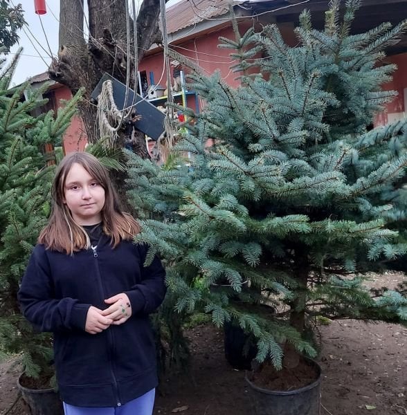 Mavi Ladin Fidanı Ağacı İthal 200-230 cm