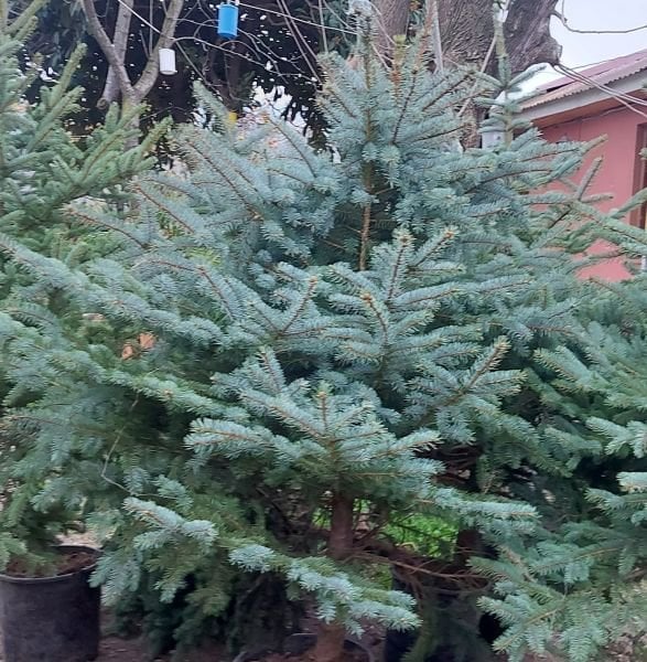Mavi Ladin Fidanı Ağacı İthal 200-230 cm