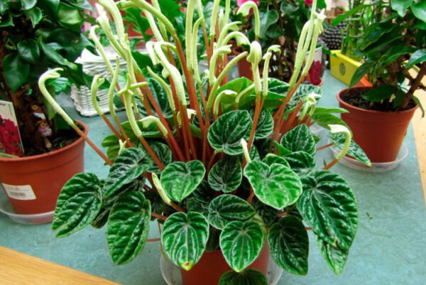 Peperomia Caperata İnsikuland-Zümrüt Dalgası