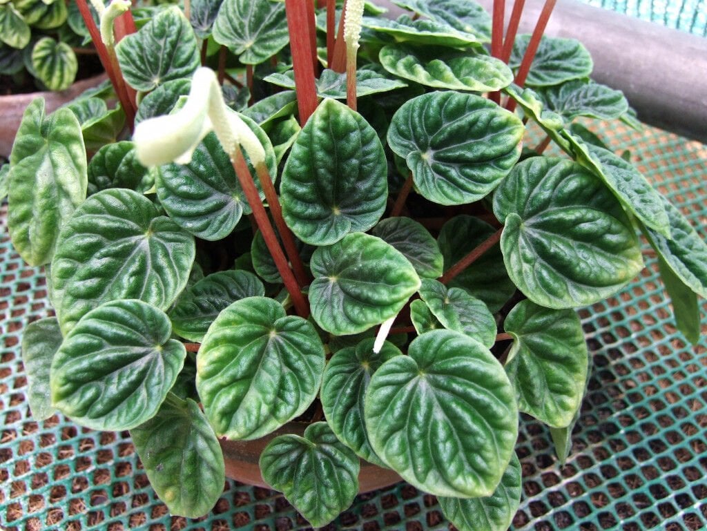 Peperomia Caperata İnsikuland-Zümrüt Dalgası