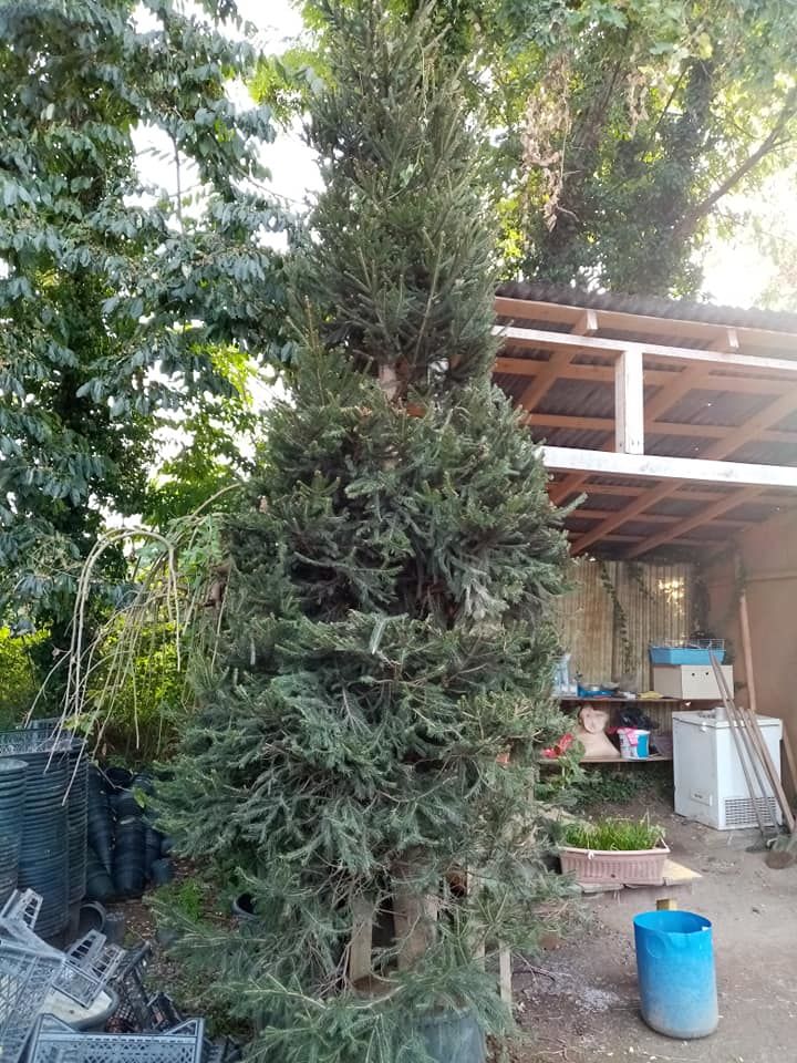 Avrupa ( Batı) Ladini Fidanı 500 cm