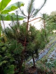 Pinus Pinea Fıstık Çamı Fidanı Boy 250 cm-Gövde Çevresi 14-18 cm