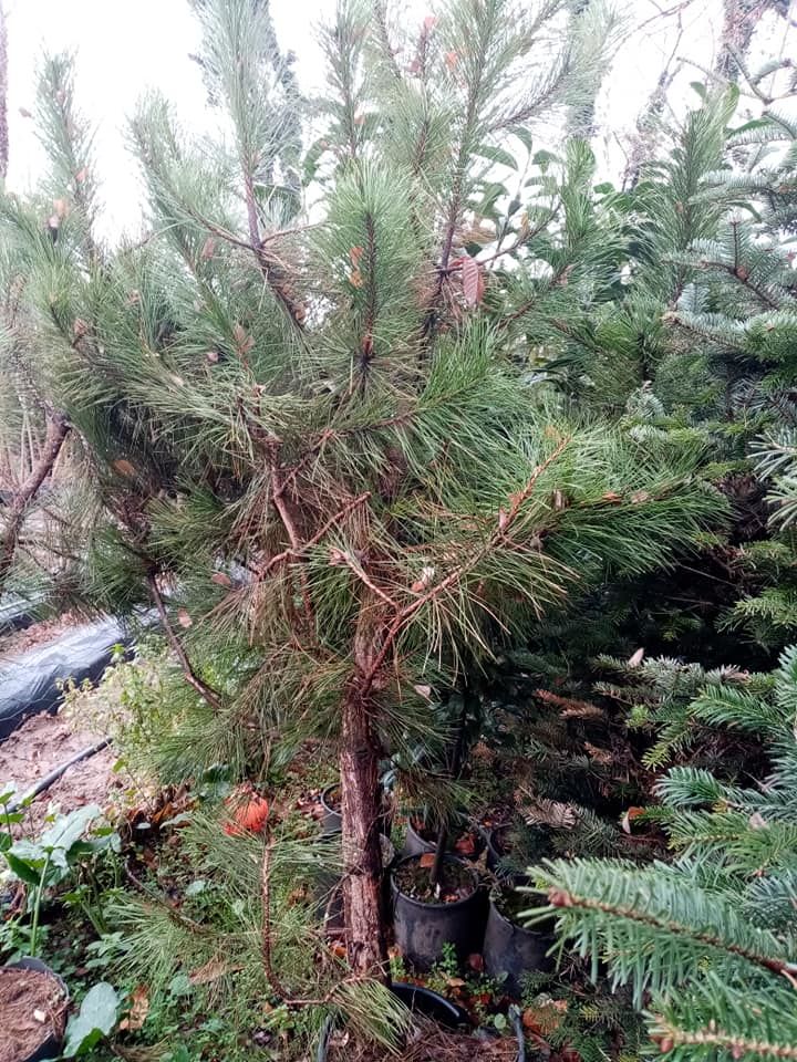 Pinus Pinea Fıstık Çamı Fidanı Boy 250 cm-Gövde Çevresi 14-18 cm